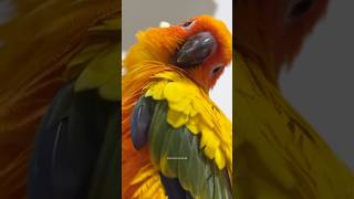 RAPTOR.SUNCONURE - Teddy RAPTO…