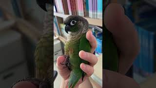 세상에서 제일 말랑한 생명체 발견✨ #심멎주의 #코뉴어앵무새