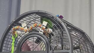 공서연(앵무)한스마카우.혼자서 말연습하고 있네요.202…