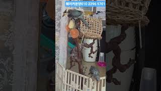 #앵무새 #루티노퀘이커 분양 010  2296  570…