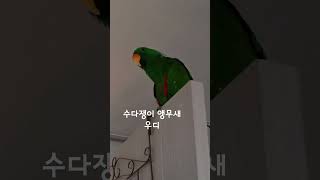 말이 많은 앵무새 우디 #뉴기니아 #뉴기니아앵무 #뉴기…