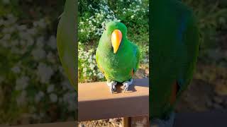 처음 본 순간 빠지는 앵무새 #노을 #birds