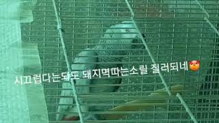 군기잡는 회색앵무 조이 노래하는앵무새 010-4789-…