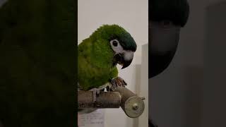 당근이 맛있어서 신난 사랑이 #한스마카우