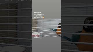 날개피고  안녕 /청금강 앵무새