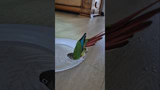 코뉴어앵무새#하랑이#하봉이#요요요