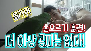 앵무새 손오르기 훈련! 손가락 타기 / 올라와