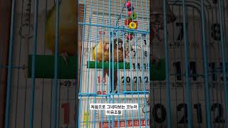 처음 그네타는 코뉴어 이유조들#그네타는 앵무새