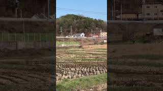 아빠한테 가는 겨울이 가을이  | 앵무새 자유비행 청금강