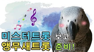 [수다쟁이 회색앵무 코코] EP34.  미스터트롯 나갈 뽕필! 앵무새 코코