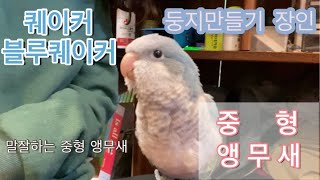 [앵무새도감] 퀘이커앵무새 #둥지 만들기 장인 앵무새