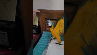 여긴 내 구역이다 #shorts #청금강