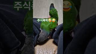 코뉴어앵무새#하#하랑이하봉이#parrot#cute#조이앤릴리