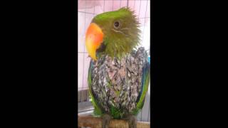 self injury Eclectus parrot th…