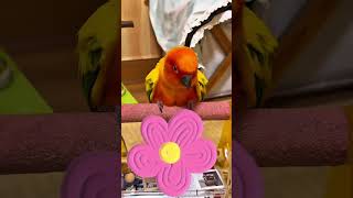 コガネメキシコインコの愛美「Morning routine」