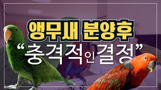 앵집사 앵무새분양중에 결정한 충격결정!
