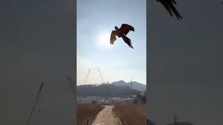 산책나와 신난 할리퀸마카우 루카 야호!!