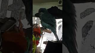 퀘이커 아빠하고 놀다