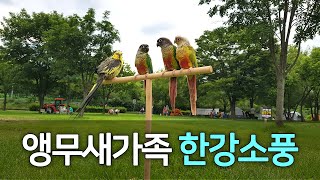 [앵무파파] 앵무새가족 한강공원 소풍, 파인애플코뉴어,…