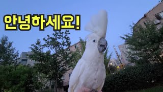 링고랑 저녁 찬책 [ 앵무새야? 강아지야? ] 안녕 안…