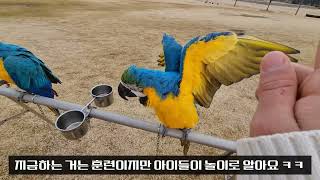 청금강 앵무새 자유비행 (feat.선돌공원)