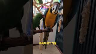 청금강앵무새의 사과를 뺏어먹는 뉴기니아앵무새