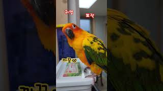 끼부리는 뚜비 #귀여워#넌없지#난있다#까꿍#피로회복#썬코뉴어 #앵무새 #앵집사 #앵집사일상