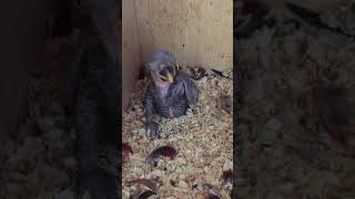 뉴기니아 와 마카우 뉴기니아 새끼 16일차 201905…