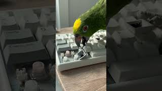 #IT #키보드분해방법 #컴퓨터수리