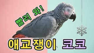 [수다쟁이 회색앵무 코코] EP26. 빨리 와~ 애교 …