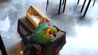 [브이로그 이것저것] - 앵무새 카페에 우리집 청금강(코코) 같이갔더니 반응???