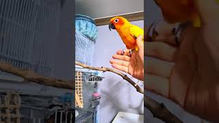 #birds #parrot #pets #썬코뉴어  어제 안들어가겠다고 도망다니다   한대맞은 태웅이 ~ㅋ오늘은 빗자루보여주니까 얌전히 들어가네요~ ㅎㅎㅎ