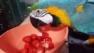 청금강 콴선생의 제철 딸기냠냠