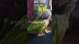앵무새랑 함께 예뻐지기!#앵무새#parrot#코뉴어#conure