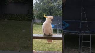 코카투 앵무새와 대화 시도하기 / hello해볼래? hi라도.. #코카투 #앵무새 #cockatoo #australiabird  #australia #bird