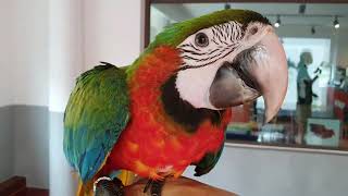 거대한 앵무새들이 있는 카페가 있다?  &#39;카페마…