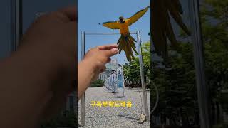 청금강앵무새 루카 철봉에서 호출 #shorts