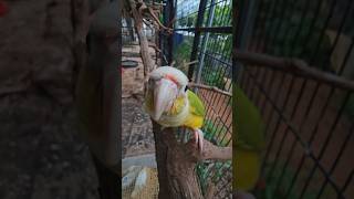 귀농귀촌 대부도브릭스포도농장   코뉴어 앵무새가  말하는거 실제로 첨봐서 신기해요 ㅋㅋ