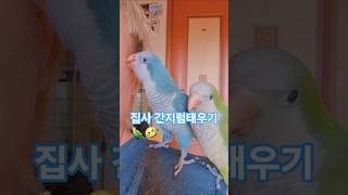 집사 간지럼태우기#반려동물 #앵무새 #퀘이커 #집사 #간지럼