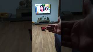 홍금강 앵무새 타미 이리와 영상