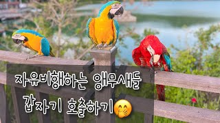 자유비행하던 앵무새들을 불러봤어요! | 청금강 겨울가을…