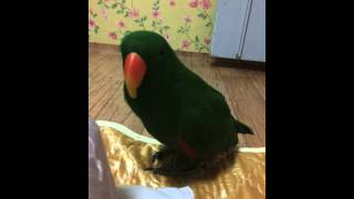 Eclectus parrot Sing~♩♬ (뉴기니아 …