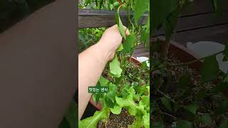 비구경하며 맛있는 생식 #청금강앵무새 #생식