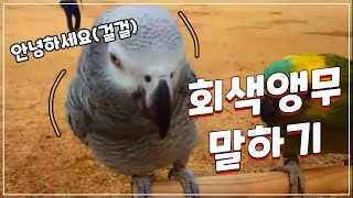 뉴기니아 호출 훈련 - 회색앵무 말하기