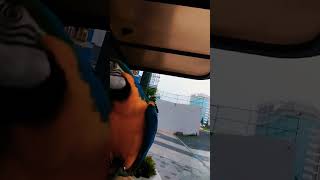 아침산책 나온 루카 #청금강 #청금강앵무새 #마카우 #parrot #macaw #앵무새 #동물 #반려동물 #애완동물 #animal #루카 #산책