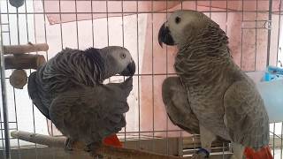 앵무새를 잘 키우려면 3 (새들의 목욕은 참 중요하다)