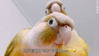 [앵무새 브이로그] &quot;귀여워&quot;  밖에…