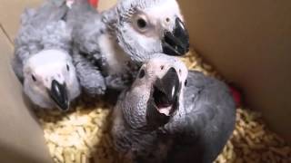 회색앵무 아가들