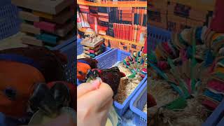 아기 앵무새가 왜 떼를 쓸까요? 오늘 상담을 요청하신 …