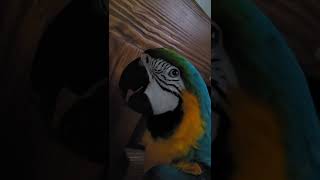 청금강앵무새 부리가는 소리 /루카 졸린가봐여 #shor…
